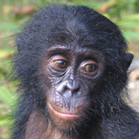 Lola ya bonobo 3